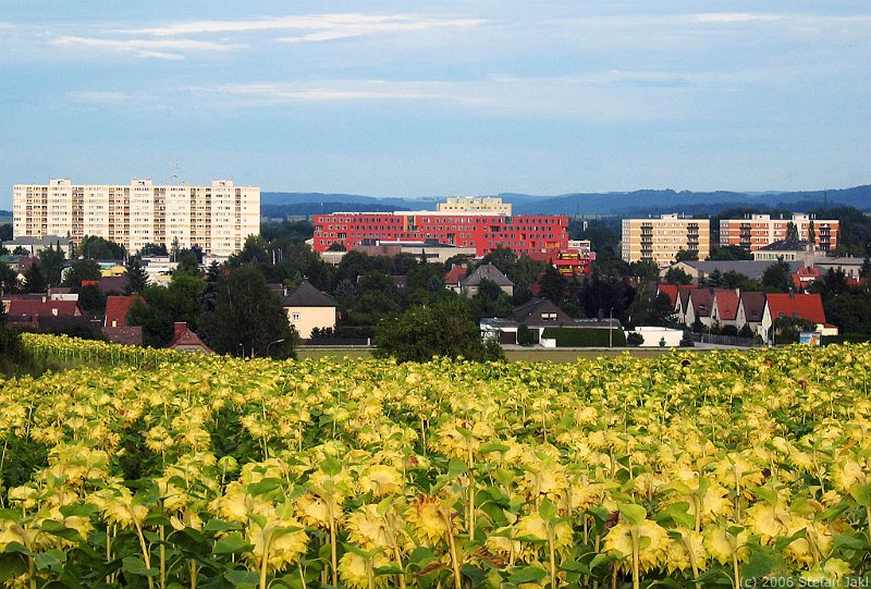 Stillleben.jpg - Stillleben mit Sonnenblumen und Hochhäusern